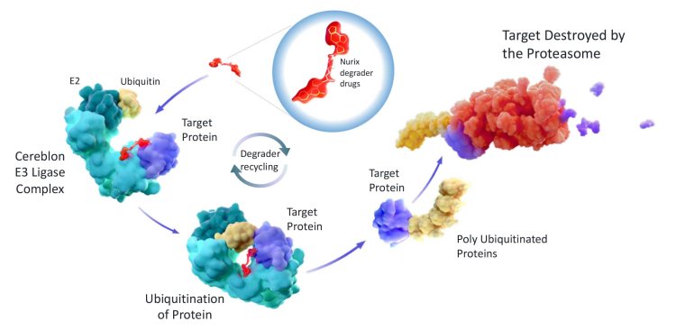 2035 Outlook: Targeted Protein Degradation Market Soars to USD 3.47B